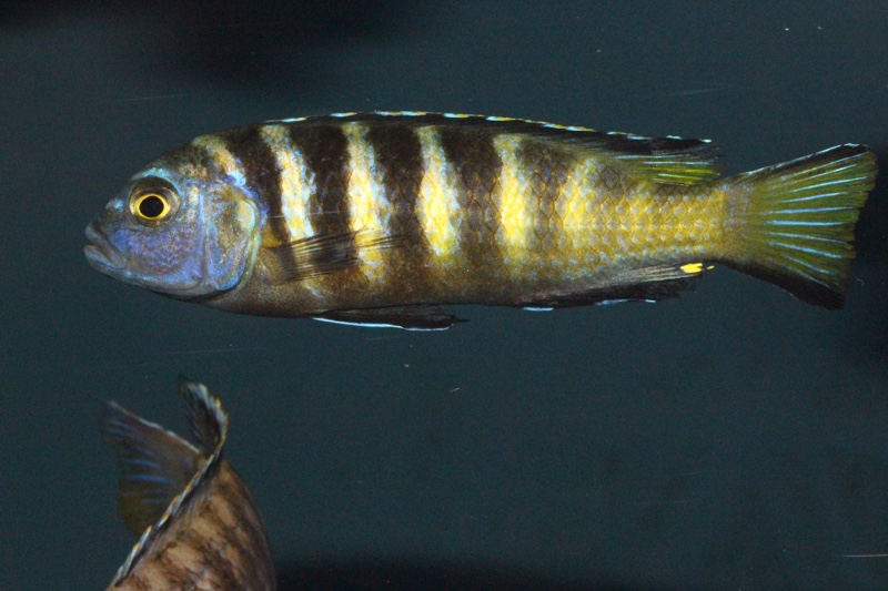 Maylandia melissa 'Chirwa Island'